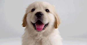 幼犬什麽時候打狂犬疫苗?