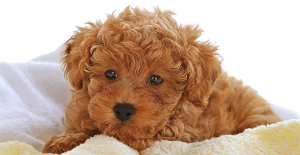 狗狗狂犬（quǎn）疫苗多（duō）少錢?是不是很貴?