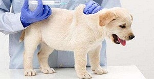 家中喂養的幼犬什麽時候打（dǎ）狂犬疫苗比（bǐ）較好？幼（yòu）犬什麽時候打狂犬疫苗效果最好？