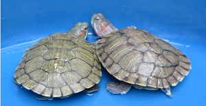 飼養烏龜的這些小竅門（mén）你都知道嗎?
