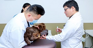 剛買的狗狗狂犬疫苗多久打一次？