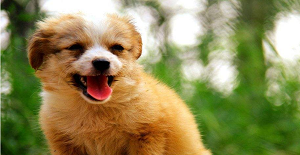 犬瘟熱該如何治療，會傳染人嗎?[犬瘟如何治療]