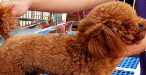 拉布拉（lā）多犬感冒（mào）了怎麽辦？感冒怎麽治療