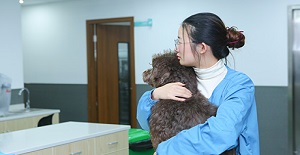 為何要給狗狗做絕育