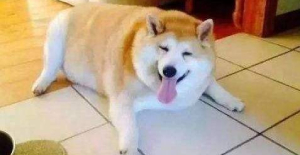 犬（quǎn）瘟可以治好嗎？寵物（wù）醫生在線谘（zī）詢