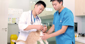 貓傳腹怎麽得的？寵物醫生在線（xiàn）谘詢