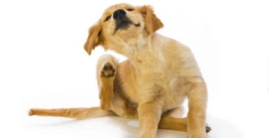 狗狗多久打一次狂犬（quǎn）疫苗？
