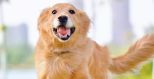 犬瘟會傳染（rǎn）給（gěi）狗嗎？