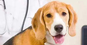 狗是怎麽得狂犬病的？