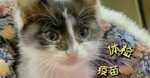 貓咪急性腹瀉（xiè）怎麽用（yòng）藥？