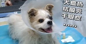 狗流鼻血了怎麽回事？
