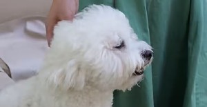 狗（gǒu）狗冬天（tiān）睡覺需要蓋被子嗎？