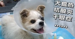 小狗會有狂犬病嗎（ma）？