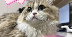 幼（yòu）貓呼吸急促全身無力？