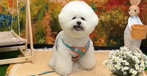 狗（gǒu）狗脖（bó）子下麵有贅肉是什麽原因？