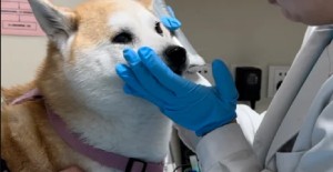 狗狗叫不出聲怎麽回事？
