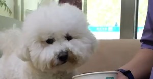 狗狗淚痕嚴重（chóng）怎麽辦？寵物醫院在線谘詢