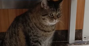 小貓不張嘴（zuǐ）不吃奶咋辦 ？