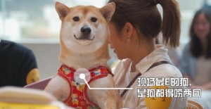 狗狗雙排牙怎麽辦？